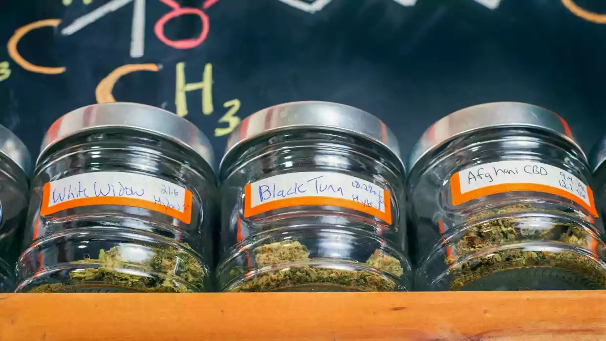 Jak powstaje medyczna marihuana?